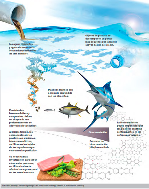 Contaminación plástica en el mar y seguridad en los alimentos marinos