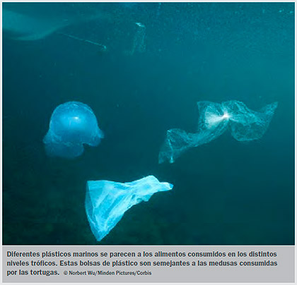 Contaminación plástica en el mar y seguridad en los alimentos marinos